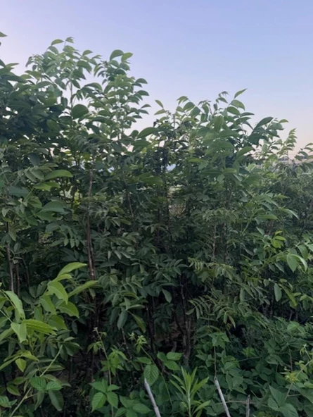 4 YAŞ TÜPLÜ AŞILI CHANDLER CEVİZ FİDANI BOY 180-200 CM - Resim 4