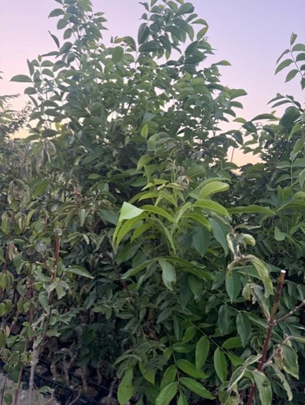 4 YAŞ TÜPLÜ AŞILI CHANDLER CEVİZ FİDANI BOY 180-200 CM - Resim 3