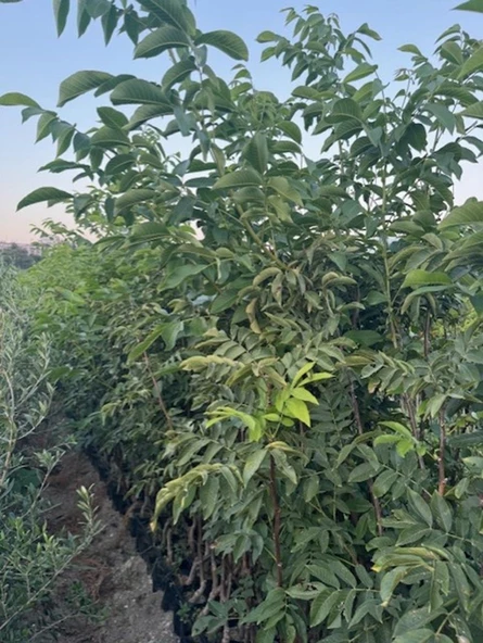 4 YAŞ TÜPLÜ AŞILI CHANDLER CEVİZ FİDANI BOY 180-200 CM - Resim 2