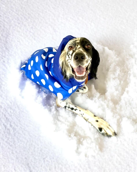 Mega Dots Blue Köpek Kapşonlu Yağmurluk Orta ve Büyük Irklar İçin - 2