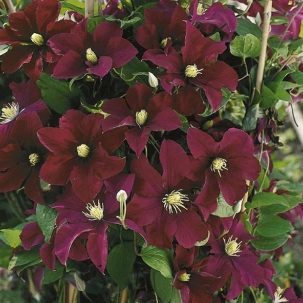 İthal Grandiflora Warszawska Yoğun Çiçeklli Clematis Orman Asması Çiçeği Fidanı (5-10 cm)