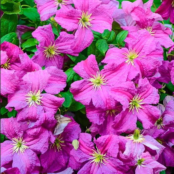 Heather Herschell Clematis Orman Asması Çiçeği Fidanı (5-10 cm) ürün görseli 1