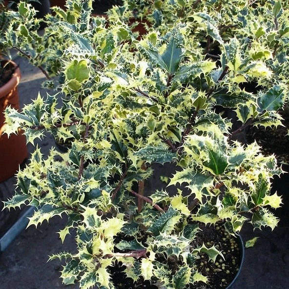 Herdem Yeşil İlex Argentea Ferox Alacalı Çoban Püskülü Fidanı Soğuklara Dayanıklı