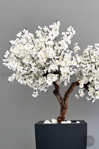 BİÇİÇEK Bonzai gövdeli Beyaz Sakura Ağacı 100cm Dış Mekana Uygun - 8