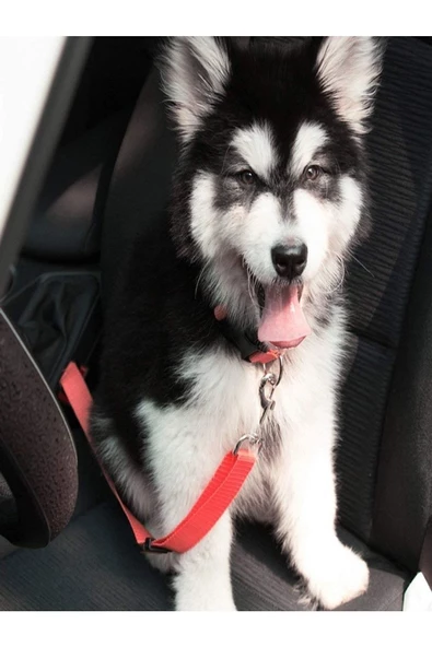 Araba Köpek Tasması Emniyet Kemeri Oto Evcil Hayvan Boyun Araç Tasması Kemeri - 3