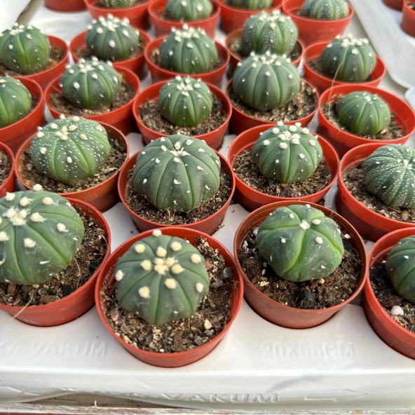 5.5 lik Saksıda Echinopsis Subdenudata (Paskalya Zambağı) Kaktüsü - 3