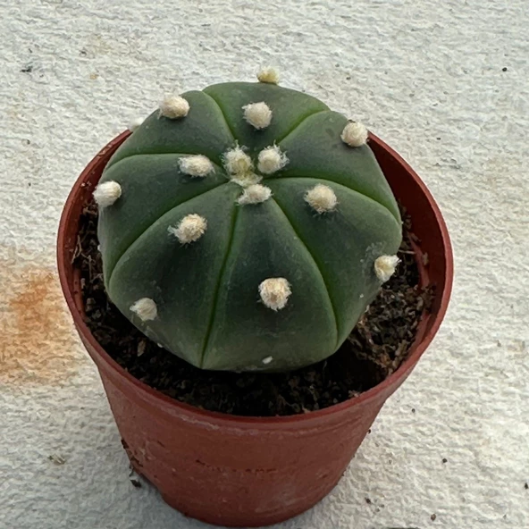 5.5 lik Saksıda Echinopsis Subdenudata (Paskalya Zambağı) Kaktüsü - 2