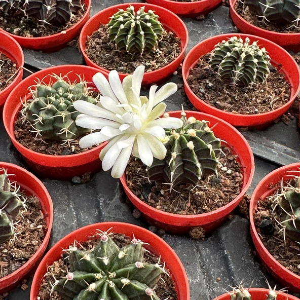 5.5 luk Saksıda Gymnocalycium Mihanovichii (Çene) Kaktüsü