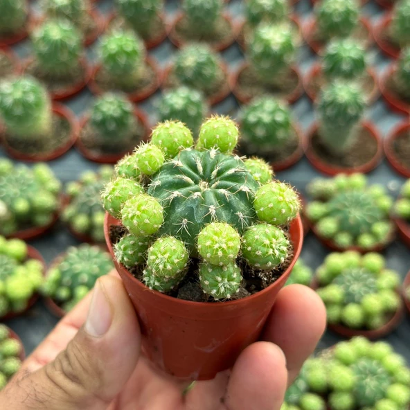 Bol Yavrulu, Çiçek Açan Tür, Matucana Polzii Kaktüsü (5.5cm Saksıda Gönderilir) - 2