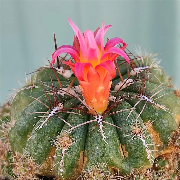 Bol Yavrulu, Çiçek Açan Tür, Matucana Polzii Kaktüsü (5.5cm Saksıda Gönderilir) - 4