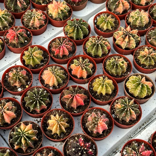 5.5 lik Saksıda Gymno Gymnocalycium M.variegata  Kaktüsü (Black Pearl) - Resim 2
