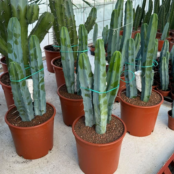 Özel Seri Büyük Boy Üçlü Dikim Sütun Kaktüsü (Myrtillocactus Geometrizans) - 2