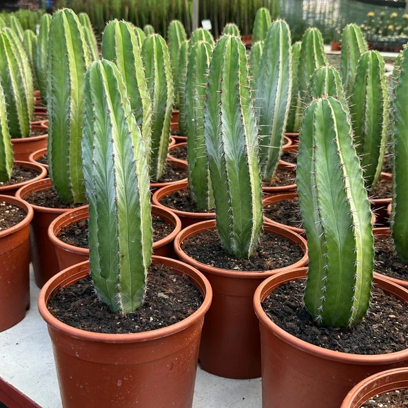 Büyük Boy Koleksiyonluk Ürün San Pedro Kaktüsü - Resim 2