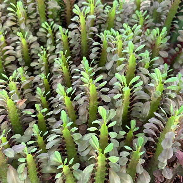 Sınırlı Sayıda Euphorbia Trigona Red - Afrika Süt Ağacı Kaktüsü(5.5lik saksıda, 20 cm ve üzeri boyda) - 2
