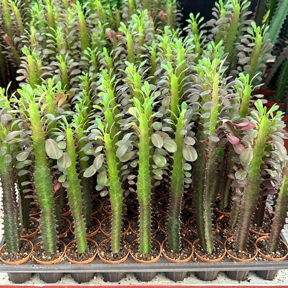 Özel Üretim Euphorbia Trigona Red - Afrika Süt Ağacı Kaktüsü(5.5lik saksıda, 20 cm ve üzeri boyda)