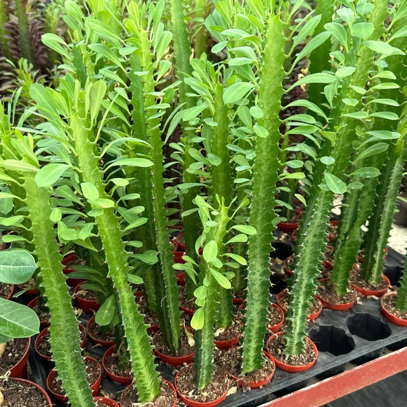 Özel Seri Euphorbia Trigona Green - Afrika Süt Ağacı Kaktüsü(5.5lik saksıda, 18 cm ve üzeri boyda)