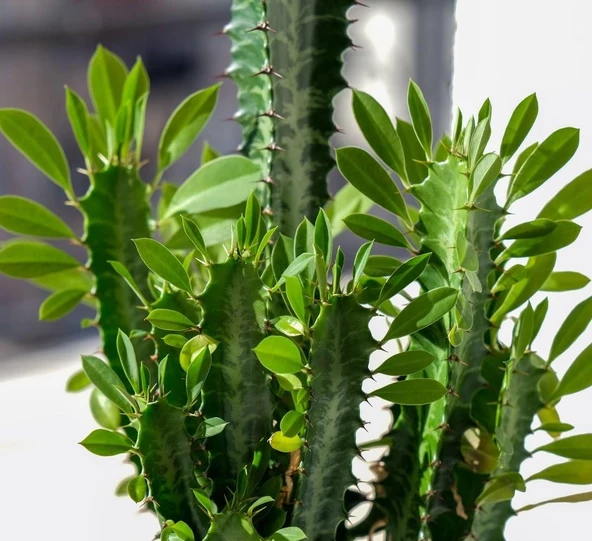 Sınırlı Üretim Euphorbia Trigona Green - Afrika Süt Ağacı Kaktüsü(5.5lik saksıda, 18 cm ve üzeri boyda) - 2