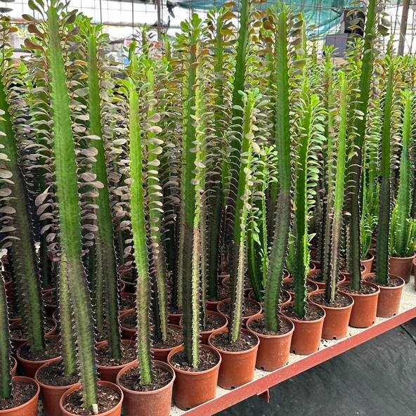 10.5lik Saksıda, 50 cm ve Üzeri Boyda Sınırlı Sayıda Euphorbia Trigona Red - Afrika Süt Ağacı Kaktüsü - 2