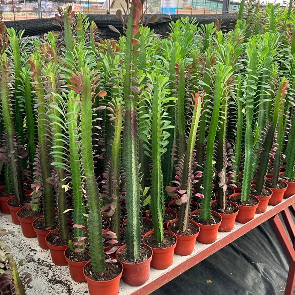 10.5lik Saksıda, 50 cm ve Üzeri Boyda Sınırlı Sayıda Euphorbia Trigona Red - Afrika Süt Ağacı Kaktüsü