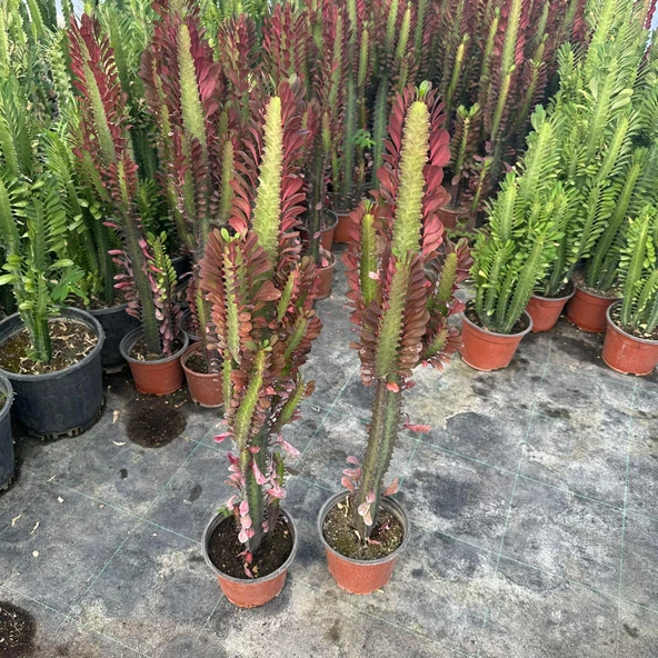 Bol Dallı Özel Seri Sınırlı Üretim Euphorbia Trigona Red - Afrika Kırmızı Süt Ağacı Kaktüsü