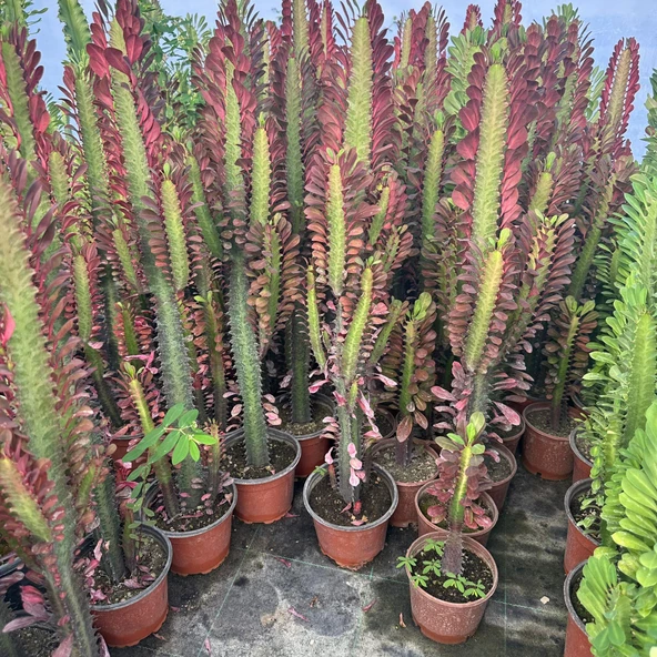 Sınırlı Üretim Bol Dallı Euphorbia Trigona Red - Afrika Kırmızı Süt Ağacı Kaktüsü - 2