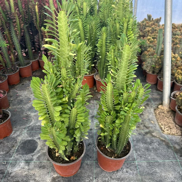 Büyük Boy Bol Dallı Euphorbia Trigona Green - Afrika Yeşil Süt Ağacı Kaktüsü