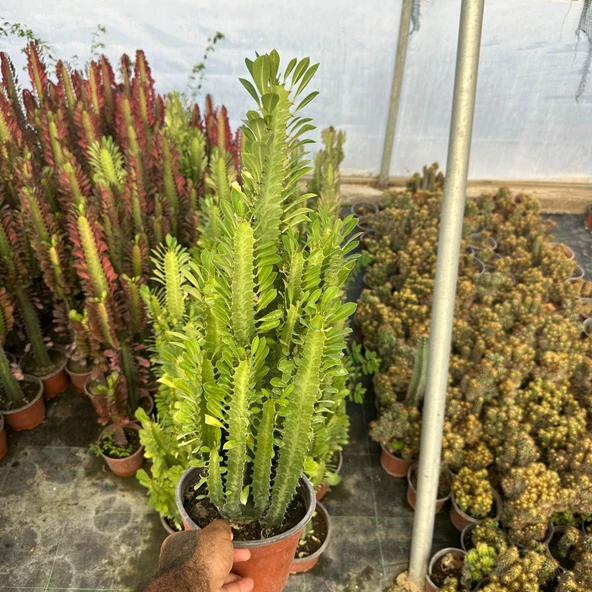 Bol Dallı Büyük Boy Euphorbia Trigona Green - Afrika Yeşil Süt Ağacı Kaktüsü - 3