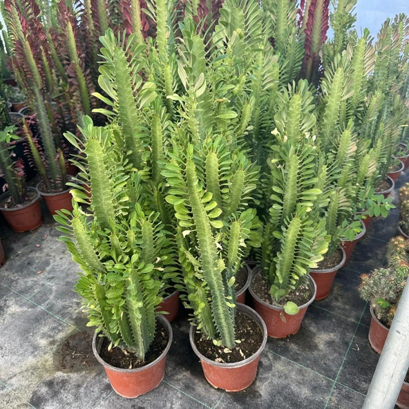 Bol Dallı Büyük Boy Euphorbia Trigona Green - Afrika Yeşil Süt Ağacı Kaktüsü - 4