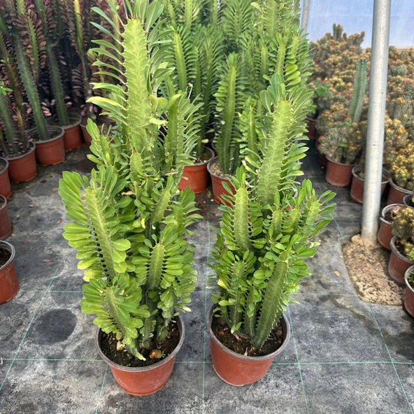 Bol Dallı Büyük Boy Euphorbia Trigona Green - Afrika Yeşil Süt Ağacı Kaktüsü - 2