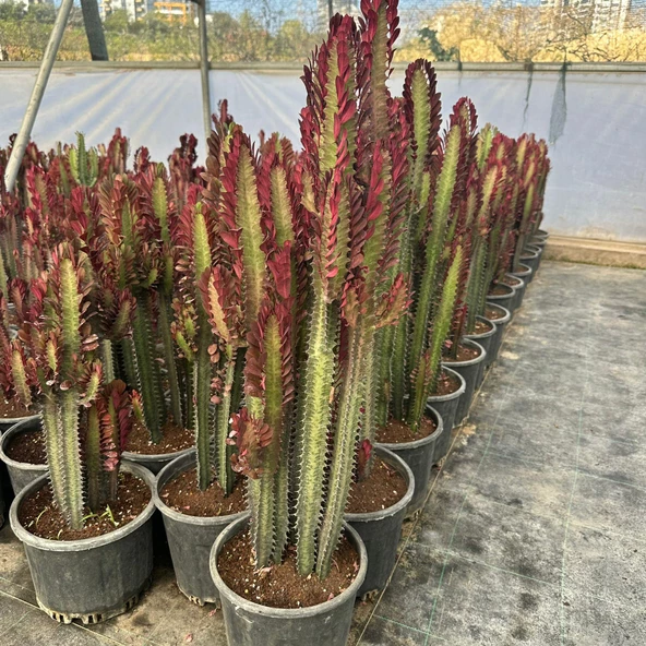 Büyük Boy Bol Dallı Euphorbia Trigona Red- Afrika Kırmızı Süt Ağacı Kaktüsü