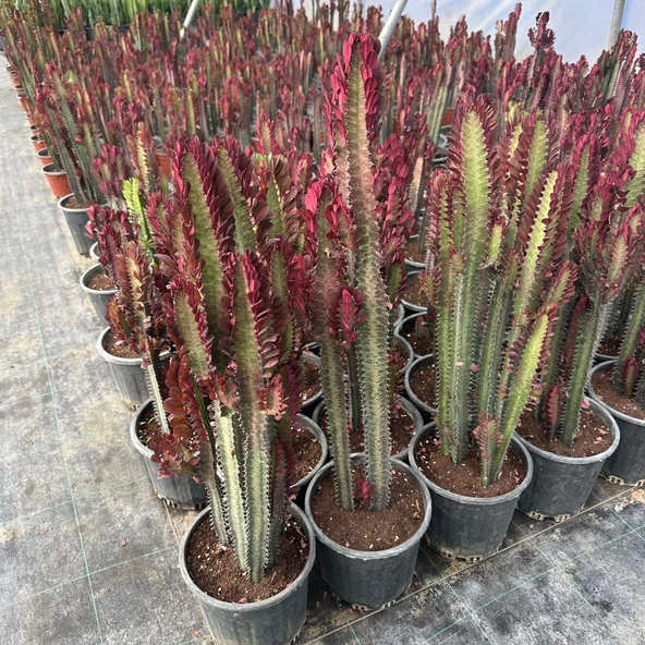Büyük Boy Bol Dallı Euphorbia Trigona Red- Afrika Kırmızı Süt Ağacı - 2