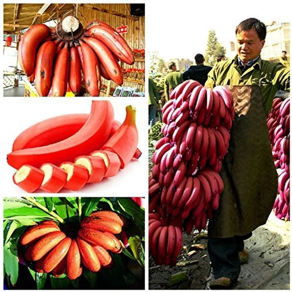 3 Adet Tohum Nadir Bulunan Tropikal Kırmızı Muz Ağacı Kırmızı Muz Tohumu Saksı Toprak Hediyeli ürün görseli 1