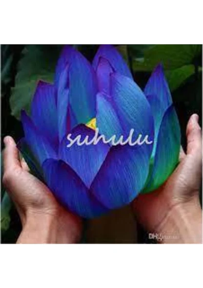 5 Adet Tohum Nadir Bulunan Mavi Waterlilly Çiçeği Tohumu Su Çiçeğ