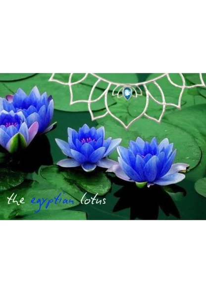 3 Adet Tohum Kaliteli Hasat Mavi Lotus Su Çiçeği Tohumu Organik Nilüfer Çiçek Hediye Tohum - Resim 2