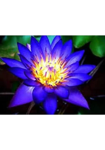 20 Adet Tohum Oganik Mavi Lotus Çiçeği Nilüfer Su Çiçeği Mavi Lotus Çiçek Hediye Tohum - 3