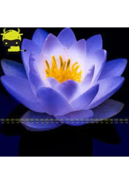 20 Adet Tohum Oganik Mavi Lotus Çiçeği Nilüfer Su Çiçeği Mavi Lotus Çiçek Hediye Tohum - 2