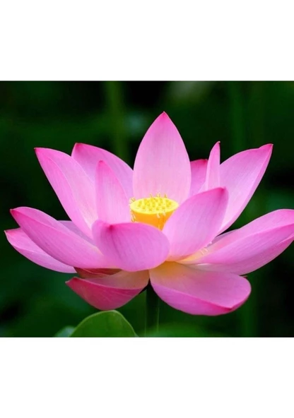 10 Adet Tohum Nadir Pembe Lotus Çiçeği Nilüfer Su Çiçek Tohumu Organik Taze - 2