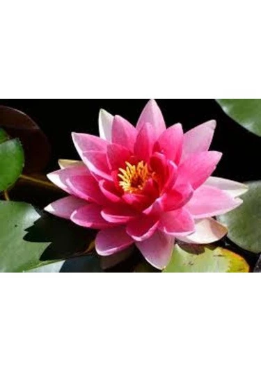 3 Adet Tohum Nadir Bulunan Pembe Lotus Çiçeği Tohumu Kaliteli Hasat Taze Nilüfer Çiçek Tohumları ürün görseli 1