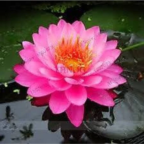 3 Adet Tohum Nadir Bulunan Pembe Lotus Çiçeği Tohumu Kaliteli Hasat Taze Nilüfer Çiçek Tohumları - Resim 2