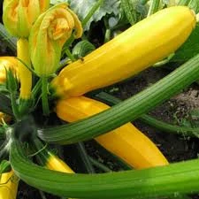 5 Adet Tohum Nadir Bulunan Sarı Endonezya Kabak Tohumu Dolmalık Kızartmalık Kabak - Resim 2