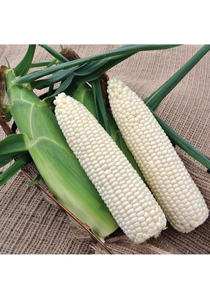 5 Adet Tohum Nadir Bulunan Beyaz Mısır Tohumu Süt Beyaz Mısır Hediye Tohumlu - 2