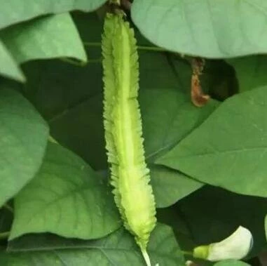 5 Adet Tohum Nadir İthal Kanatlı Fasulye Fasülye Tohumu Hediyelidir - Resim 2