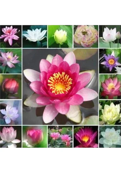 5 Adet Tohum Nadir Karışık Renkli Lotus Su Çiçeği Nilüfer Çiçeği Kaliteli Hasat - 2
