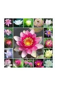 20 Adet Tohum Organik Karışık Renkli Lotus Su Çiçeği Tohumu Nilüfer Çiçek Tohumu - Resim 2