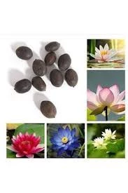 10 Adet Tohum Nadir Karışık Lotus Su Çiçeği Nilüfer Tohumu - 2