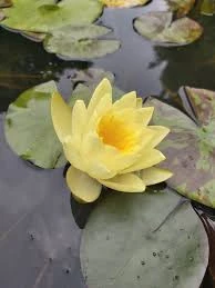 5 Adet Tohum Nadir Sarı Lotus Su Çiçeği Tohumu Kaliteli Hasat Tohumu
