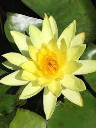 10 Adet Tohum Nadir Bulunan Sarı Lotus Su Çiçeği Nilüfer Tohumu Kalite - Resim 2