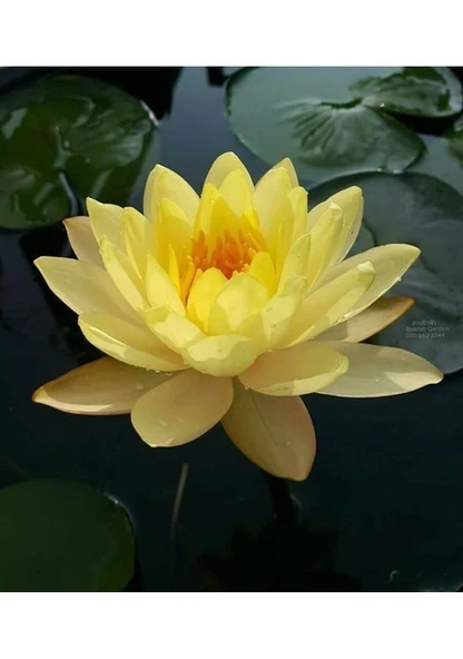 10 Adet Tohum Nadir Bulunan Sarı Lotus Su Çiçeği Nilüfer Tohumu Kalite - Resim 3