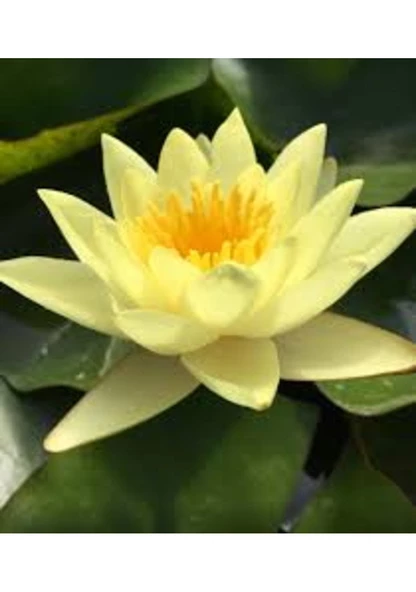 10 Adet Tohum Nadir Bulunan Sarı Lotus Su Çiçeği Nilüfer Tohumu Kalite ürün görseli 1