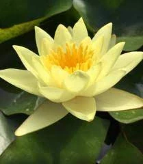 20 Adet Tohum Nadir Sarı Lotus Çiçeği Tohumu Kaliteli Organik Nilüfer Su Çiçeği Tohum - Resim 3